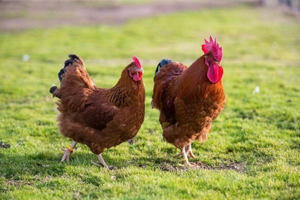 Профилактика болезни Ньюкасла у птицы